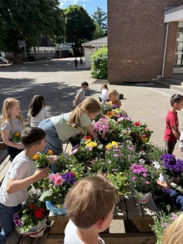 Blumenpflanzaktion Jahrgang 1